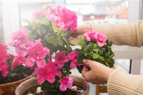 Azalea in 'n pot: Dit is hoe die asemrowende blom floreer