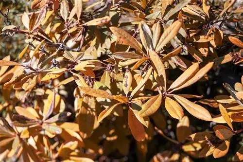 azalea de jardín seca