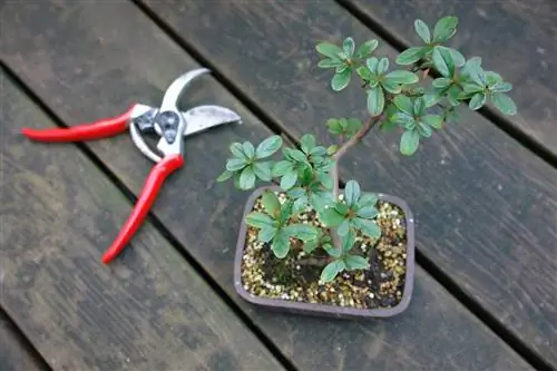 gjethe bonsai azalea kafe