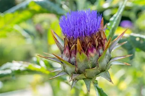 mangiatore di carciofi selvatici