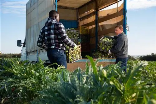 Stagione dei carciofi: qual è il momento migliore per fare acquisti?