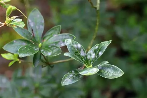 matatizo ya azalea