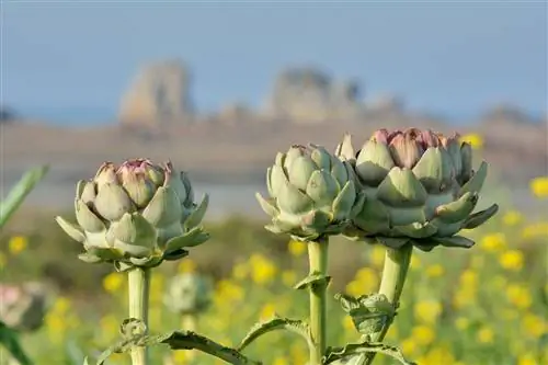 Artisjokke: oorsprong, geskiedenis en verbouing