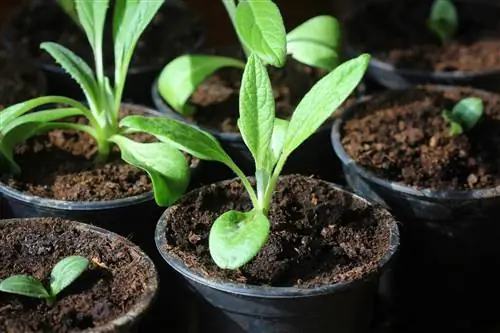 artichokes ይመርጣሉ