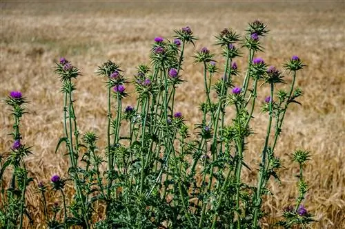 tulpina de anghinare comestibilă