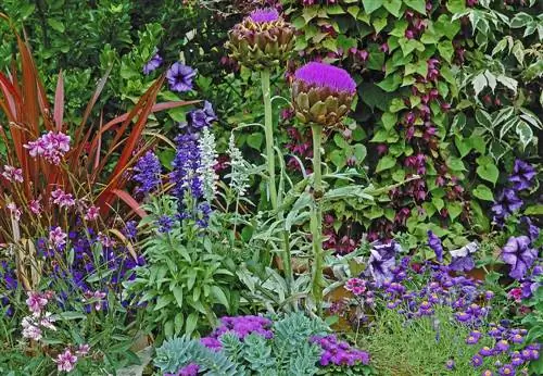 artichoke plants in a bucket