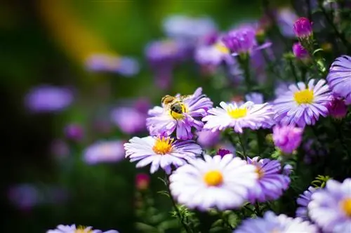 Asters and chrysanthemums: similarities and differences