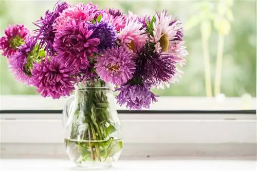 Asters in de vaas: tips voor een lange levensduur en decoratie