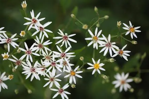 Asters in gedeeltelike skaduwee: wenke en geskikte variëteite