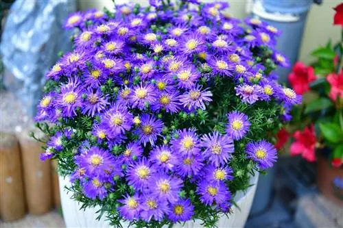 aster-in-pot