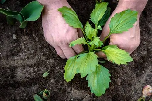 Mlade rastline aster: Tako uspevajo na vrtu