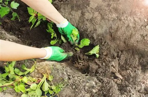 Plantar ásteres: ¿Existe una distancia ideal para plantar?