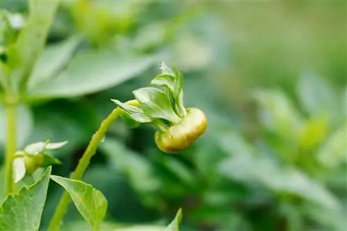 asters-buds-খোলে না