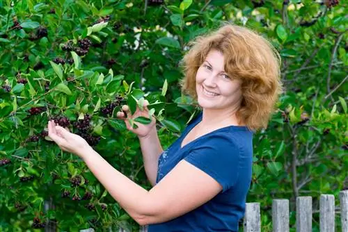 yıllık aronia büyümesi