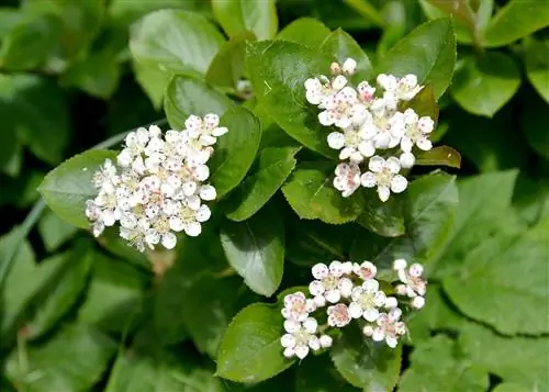 Aronia-bessenbloesem