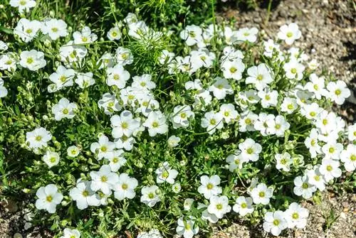 Giftspørsmål avklart: plant hønsemat i hagen uten å nøle