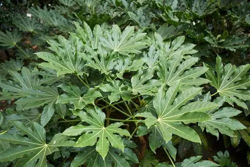 aralia dalam ruangan-luar