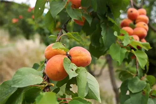 Қант өрік немесе өрік: айырмашылықтары қандай?