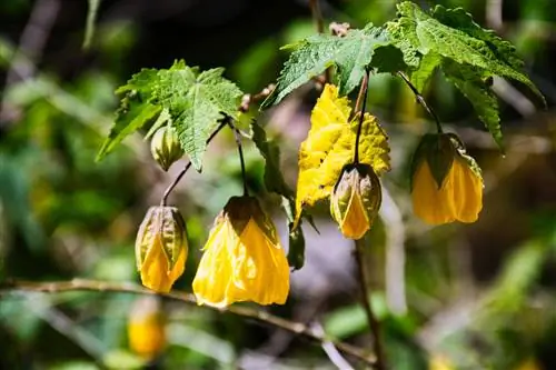 magagandang mallow-yellow-leaves