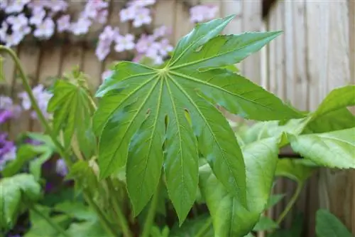 L'Aralia indoor lascia cadere le foglie: cause e soluzioni