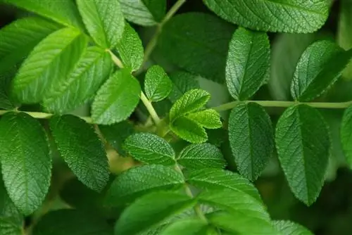 Le rosier de pomme de terre ne fleurit pas : des mesures immédiates pour des fleurs luxuriantes