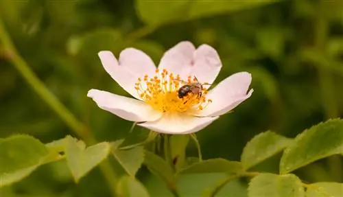 Foglie gialle sulla rosa delle patate: cause e soluzioni