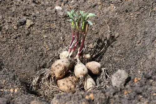 timpul de plantare a daliei