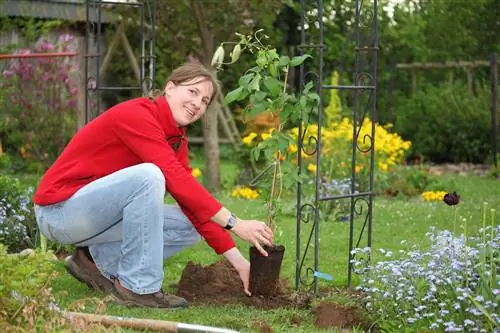 timpul de plantare a clematidelor