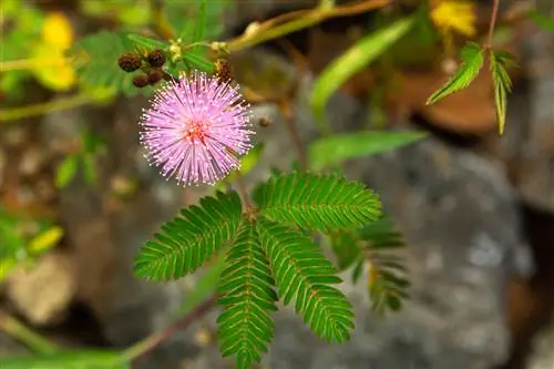 মিমোসা নাকি বাবলা? এখানে পার্থক্য বলতে কিভাবে