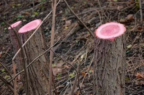 Pembuangan pokok akasia: Apakah yang perlu diambil kira?