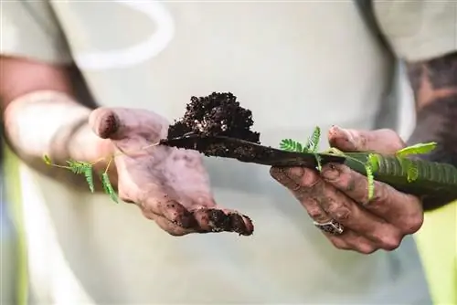 acacia seedlings