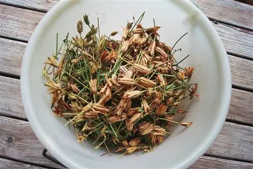 Harvesting columbine seeds