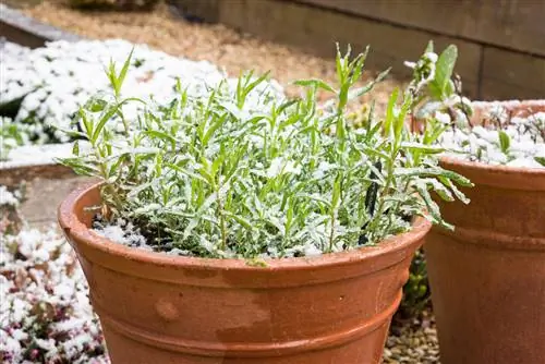 Overwinter tarragon successfully in the garden and pot