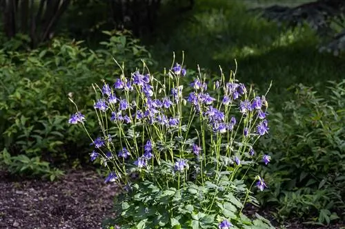 Columbine mildew