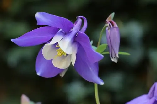 Fascinantno duhovno značenje Columbine