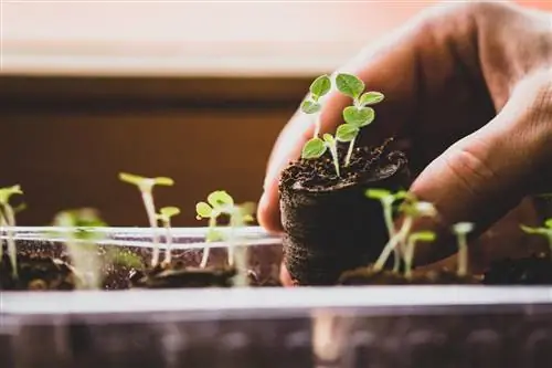 tiempo de germinación de physalis