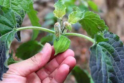 physalis-di-Jerman