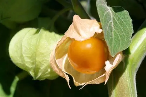 Physalis yapışqandır? Səbəblər və narahatlıqlar aydınlaşdırıldı