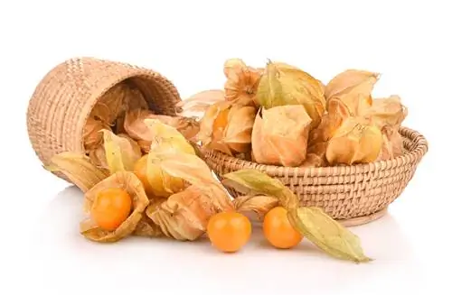 physalis պահեստավորում