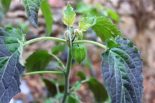 physalis fialové listy