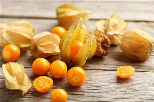 physalis-frutas ou vegetais