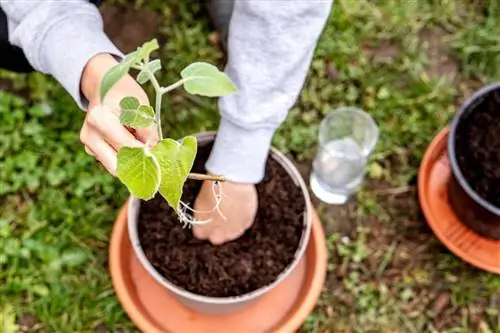 Planta Physalis mai adâncă pentru o mai bună creștere și stabilitate