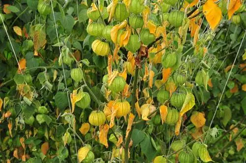 Cultivarea Physalis: Are această plantă nevoie de un ajutor pentru cățărare?