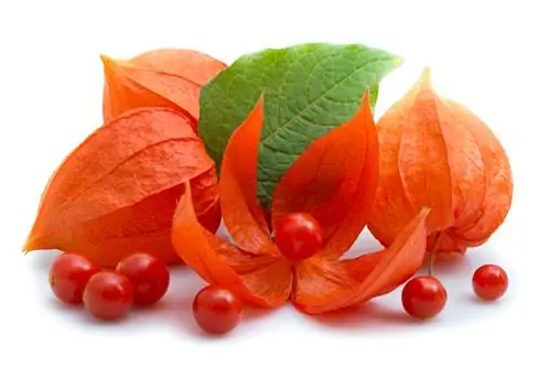 Physalis intolerance: eksisterer den overhovedet?