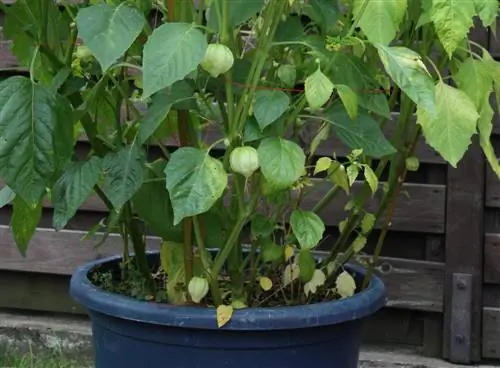 tamaño de maceta de physalis