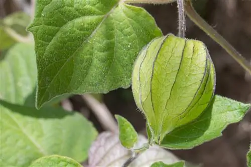 physalis-don't-get-ripe