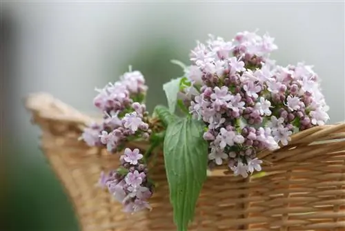 riconoscere la valeriana