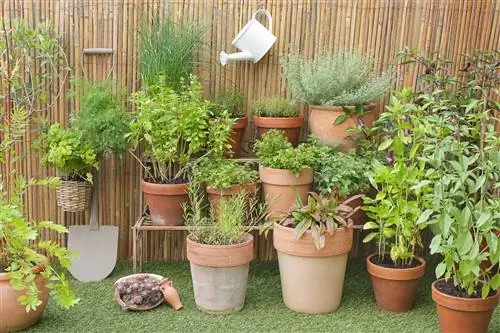 Plantes de valériane pour le balcon : Ce qu'il faut savoir