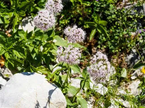 Odakle dolazi valerijana? Savjeti za uzgoj i ideje za korištenje