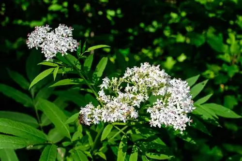 plantes de type valériane